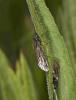 Sialis sp.